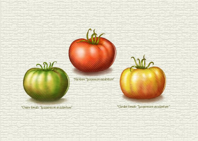 Tomato Varieties